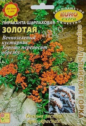 Пираканта шарлаховая "Золотая" ТМ "Аэлита" 0.05г