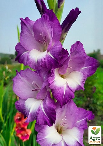 Гладіолус "Nori" - фото 2