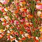 Рокитник Cytisus Praecox "Zeelandia"