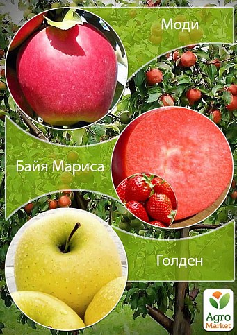 Дерево-сад Яблоня "Моди+Байя Мариса+Голден" 
