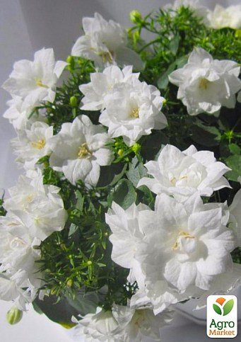 Кампанула махровая "Double White"  