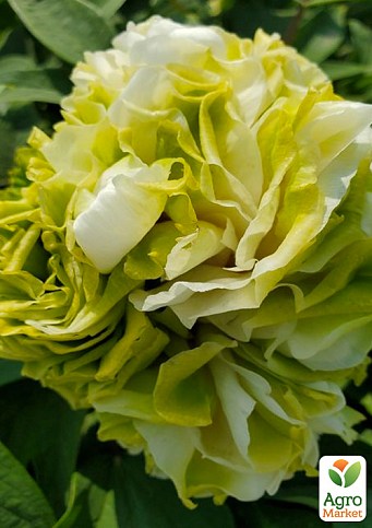Півонія деревоподібна "Spring Willow"