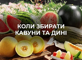 Як визначити зрілість кавуна та дині - корисні статті про садівництво від Agro-Market