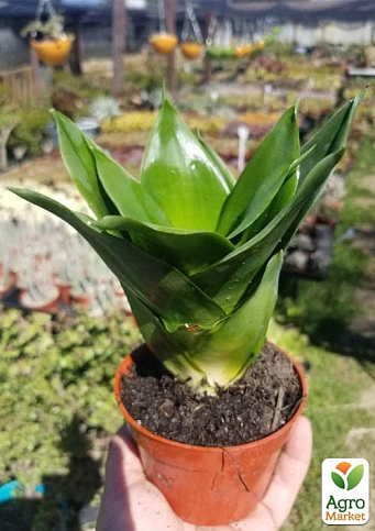 LMTD Сансевиерия "Black Jade" высота растения 15-25см - фото 2