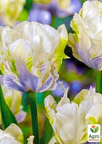 Тюльпан "White Lizard" 3шт в упаковке - фото 2