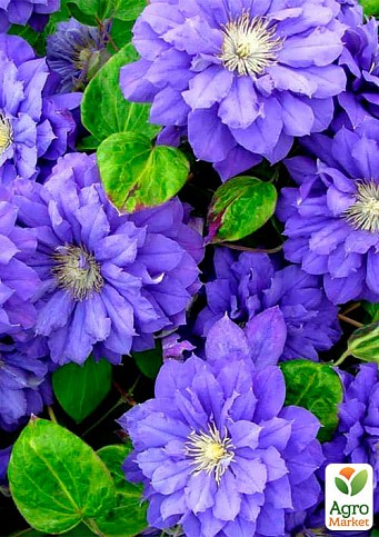 Клематис 3-х летний "Kiri Te Kanawa" С2 - фото 4