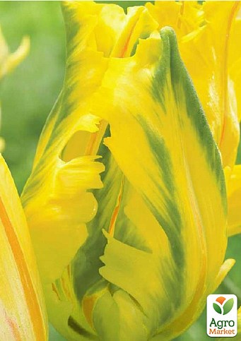 Тюльпан "Eagle Wings"  - фото 4