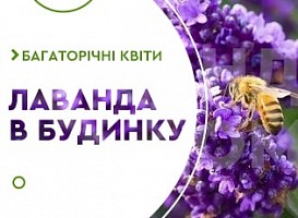 Вирощування лаванди на балконі - корисні статті про садівництво від Agro-Market