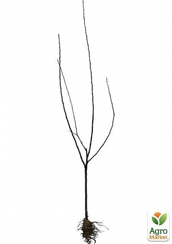 Эксклюзив! Дерево-сад Яблоня "Гала Маст+Семеренко"  - фото 4