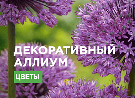 Алліум: найкрасивіші сорти - корисні статті про садівництво від Agro-Market
