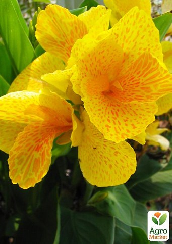 Канна Низкорослая "Tropical Yellow" 