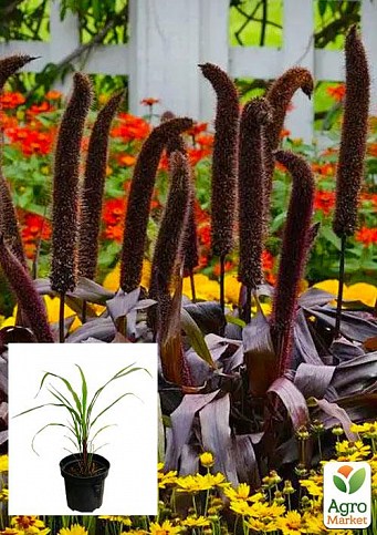 Пеннисетум сизый "Millet Purple Majesty" вазон С2