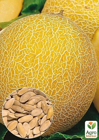 На развес Дыня "Казачка" ТМ "Весна" цена за 10г