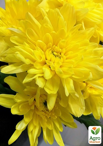 Хризантема кустовая среднецветковая "Pato"  - фото 2
