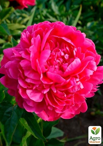 Півонія трав'яниста "Cherry Royal" 1шт в упаковці