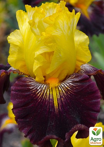 Ірис бородатий великоквітковий "Reckless Abandon" - фото 2