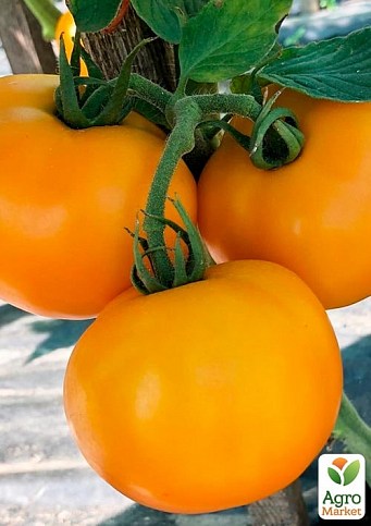 Томат индетерминантный "Еллоу Болл F1" ТМ "Lark Seeds" 1000шт