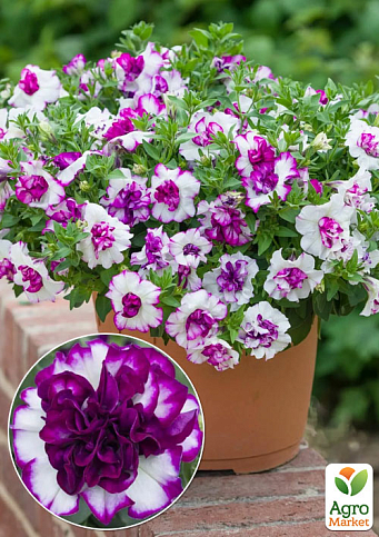 Петуния полуампельная Tumbelina "Nicola" 