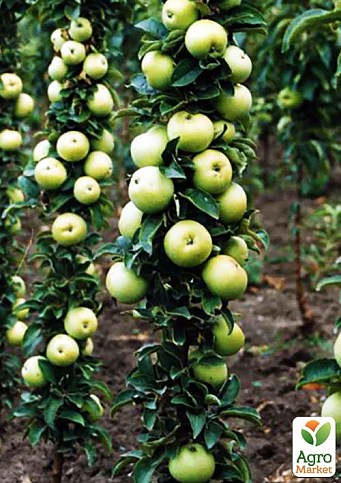 Яблоня колоновидная "Малюха" укорененная в контейнере (саженец 2 года) - фото 3