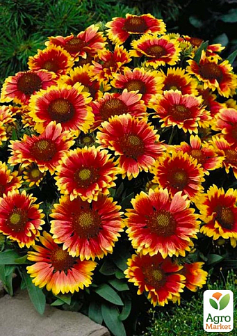 Гайлардія багаторічна великоквіткова "Guapa Tango Bicolour" (вазон Р9)