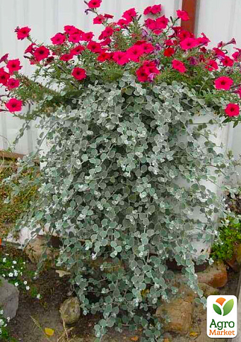 Гелихризум ампельный "Silver Mist" 