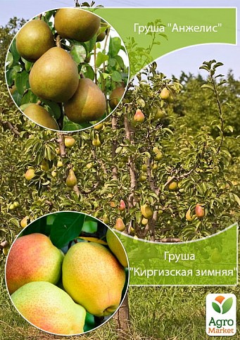 Дерево-сад Груша "Анжелис+Киргизская зимняя" 