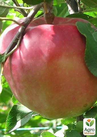 Яблоня "Джумбо помм" (зимний сорт, поздний срок созревания) - фото 3