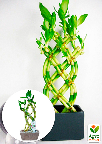 LMTD Бамбук Сандера "Dracaena sanderiana" (высота 20-30см)