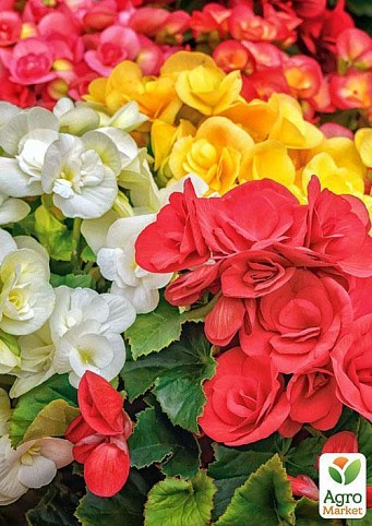 Бегония двойной микс "Красота на целом свете" (Begonia elat. double mixed) дм 14 см выс. 35 см