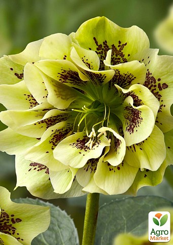 Морозник махровий (Helleborus) "Double Ellen Green"