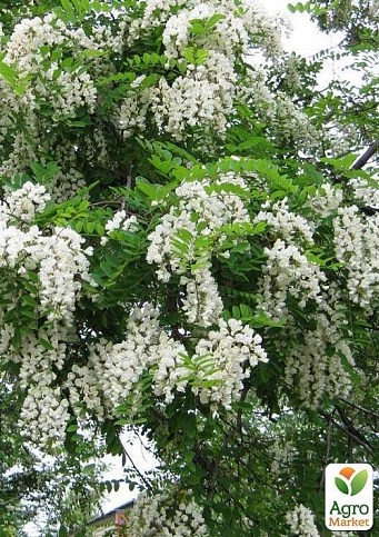 Акация "Робиния белая"  - фото 2