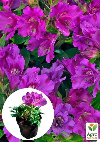 Альстромерия inticancha Patio "Indigo" (выращено in-vitro) С1,5