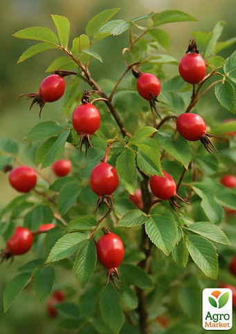 Шипшина плодово-ягідна "Пловдив-2" (полівітамінна, великоплідна), вазон Р9