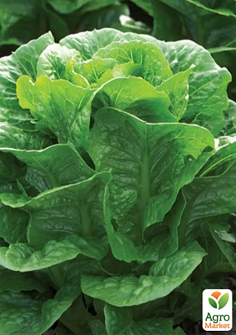 Салат ромен "Клаудиус" ТМ "RIJK ZWAAN" 1000шт