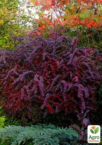 Барбарис Оттавський "Superba" (контейнер P9) - фото 2