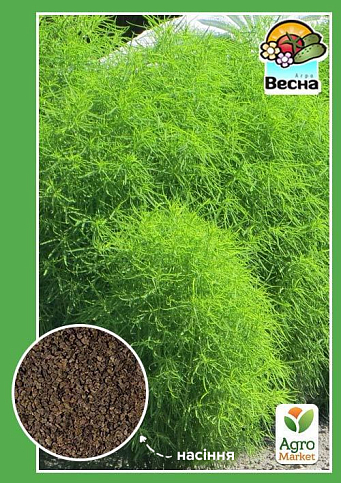 Кохія "Літній кипарис" ТМ "Весна" 0.3г