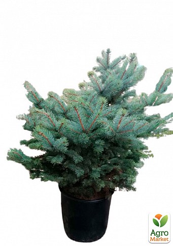 Ель Новогодняя "Kaibab" (голубая ель, высота 110-130см) - фото 2