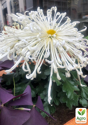 Хризантема "Fireworks Cream" (низькоросла великоквіткова)