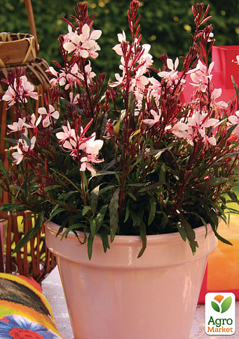 Гаура lindheimeri "Medium Pink" (вазон С1.5, эффектный многолетник)