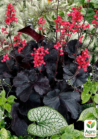 Гейхера (Heuchera) "Black Forest Cake" С1 (высота 15-30см)