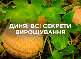 Все про вирощування дині | Agro-market