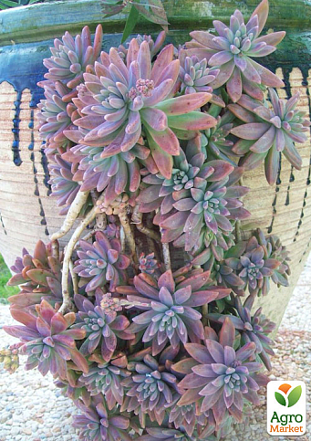 Граптоседум "Francesco Baldi"