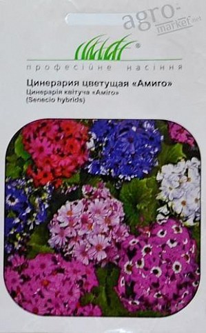 Цинерария "Амиго" ТМ "Hem Zaden" 10шт