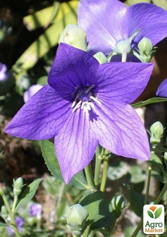 Ширококолокольчик (platycodon) "Grandiflorus Fuji Blue"
