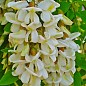 Акация "Робиния белая" 
