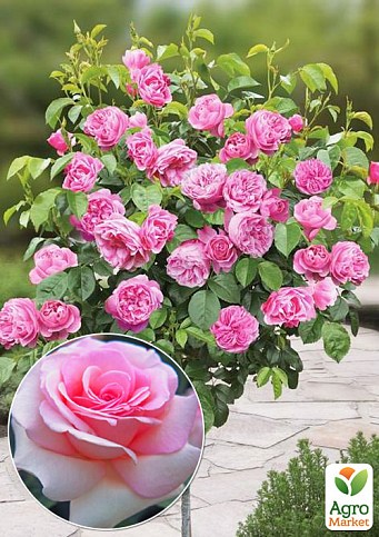 Окулянты Розы на штамбе «Prince Jardinier»