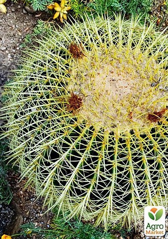 Ехинокактус "Echinocactus Grusonii" дм 27 см вис 34 см