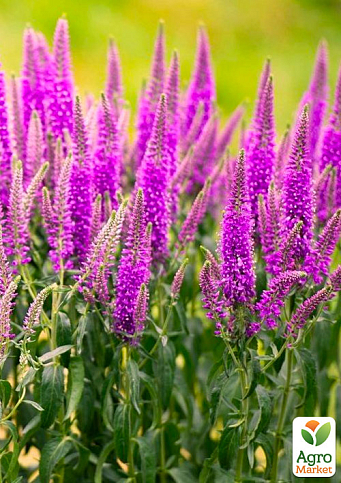 Вероника Колосистая "First Match"