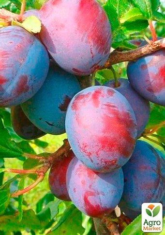 Слива "Стенлей" (осенний сорт, поздний срок созревания) - фото 2