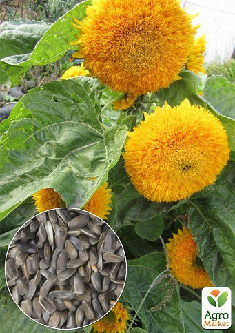 На развес Подсолнечник "Медвежонок" ТМ "Весна" цена за 3г